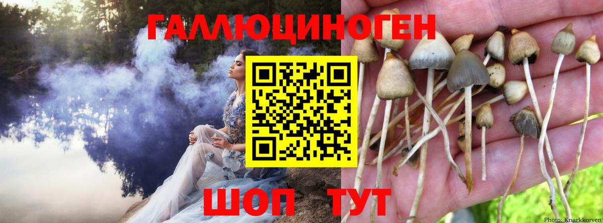 Галлюциногенные грибы Psilocybe  Галлюциногенные грибы мицелий  Пенза  Вход с VPN 